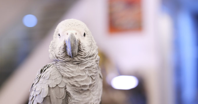 African grey parrot at home