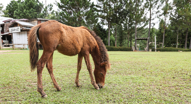 the dwarf graze in greensward
