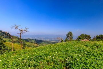 Landscape of countryside  in the northern  of Thailand.