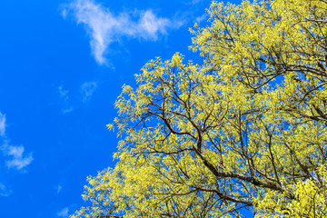 Fototapeta premium The yellow leaves on blue sky background in the spring.