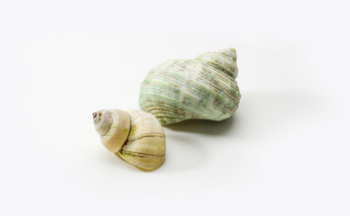 old shell on white background.