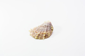 old shell on white background.