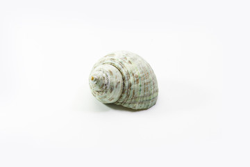 old shell on white background.