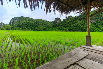 Landscape of rice field in the countryside of Thailand.