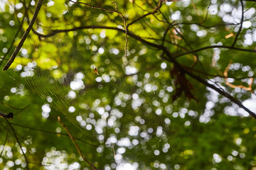 Exploring Indiana Waterfalls, Trails, and Caves