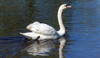 swimming white swan