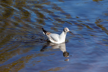 seagull and its reflection