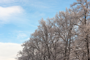 Fototapeta na wymiar trees in frost
