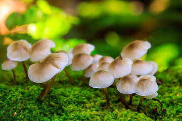 Fototapeta premium Colourful of mushroom in the rainforest.