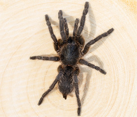 The spider on wooden background.