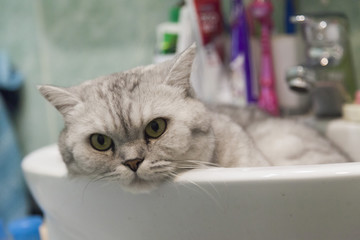 Cat in a sink