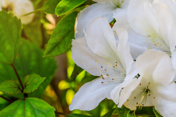 Fototapeta na wymiar Rhododendron, beautiful flower in the forest.