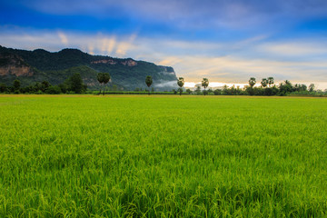 Fototapeta na wymiar Landscape of rice field in the countryside of Thailand.
