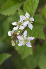 White flowers of blackberry.