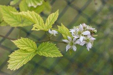 White flowers of blackberry.