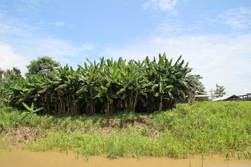 Fototapeta na wymiar Banana Trees