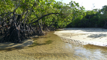 mangrove in river