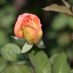 beautiful pink rose for valentine background