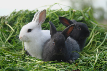 Black and white baby rabbits on green grass