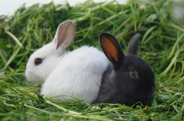 Black and white baby rabbits on green grass