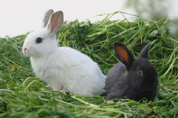Black and white baby rabbits on green grass