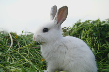 white baby rabbits on green grass