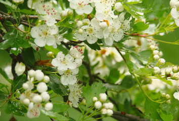 Beautiful branch of a blossoming hawthorn