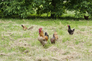 Rooster with hens on the cut meadow.
