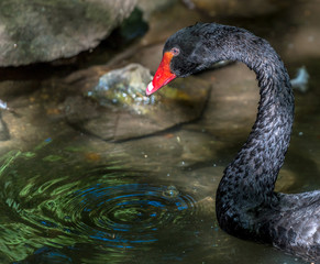 Fototapeta premium Black Plumage with a Deep Red Bill on a Black Swan Swimming in a Pond with Blue Ripples