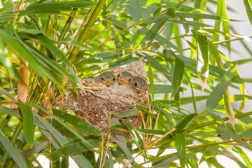 oisillons au nid dans les bambous, Zosterops Borbonicus, île de la Réunion