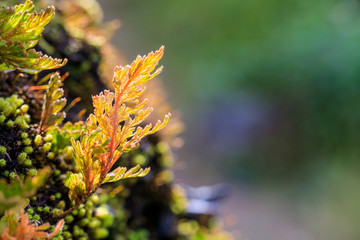 Colourful of tree in rain season.