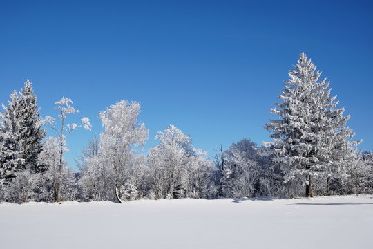 Bäume im Winter bei Kälte mit Raureif 
