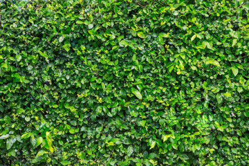 Obraz premium Beautiful background from green leaves.