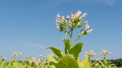Tabakernte in der Pfalz