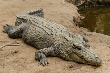 Hartley's Crocodile Adventures