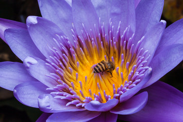 Beautiful Lotus with bee.