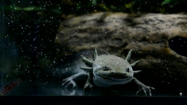 Axolotl Mexican - releases the bubble from the muzzle.