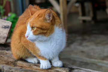 The thai cat on the timber.