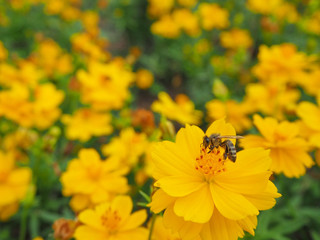 Bees and flowers