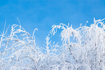 Natural white snow, hoarfrost, rime on the branches of birch trees against the winter sky, close-up , abstract winter background, landscape