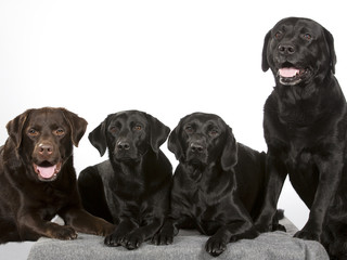 Group of labradors in a studio shot. Four labrador dogs. Image taken with a white background.