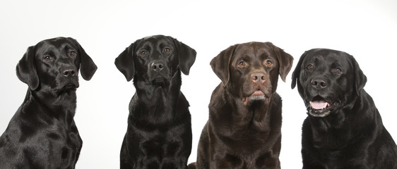Group of labradors in a studio shot. Four labrador dogs. Image taken with a white background.