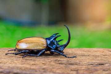 The yellow five-horned beetle on the wooden.