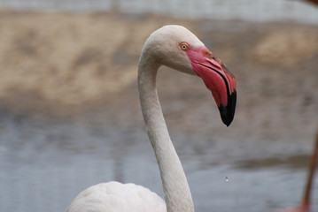 Beautiful flamingo bird