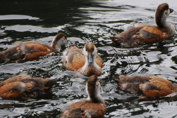 Duck floating on the pond