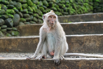 monkey  looking sideways in national park in monkey forest in bali. ubud. indonesia