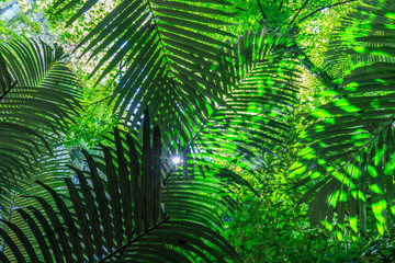 Leaf of palm  in the rainforest.