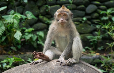 Naklejka na ściany i meble baby monkey looking in national park in monkey forest in bali. ubud. indonesia