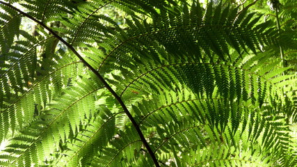 fern leave