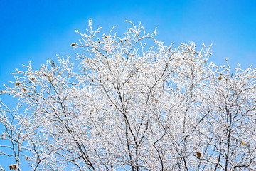 Natural white snow, hoarfrost, rime on the branches of birch trees against the winter sky, close-up , abstract winter background, landscape
